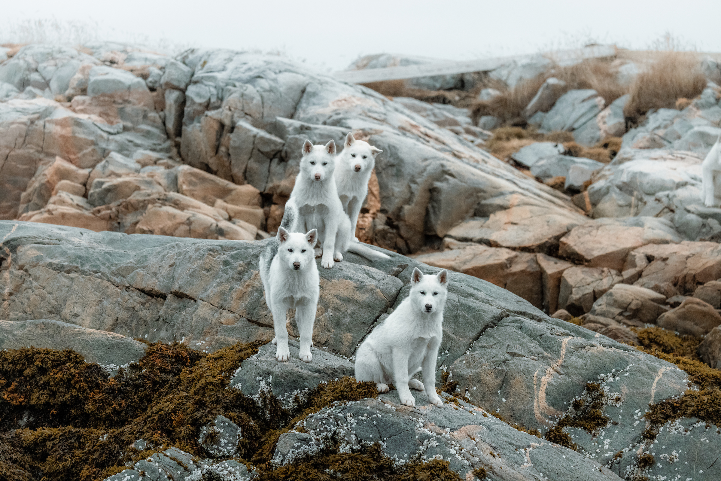 Ular navbatma-navbat etuk ayolga kumming qilishadi